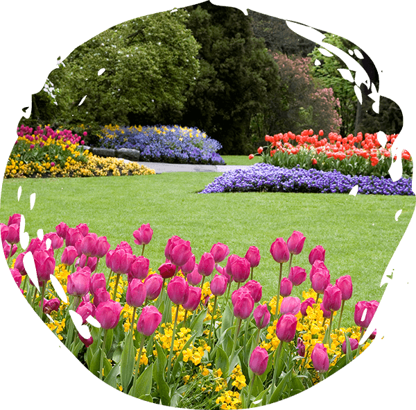 backyard garden filled with flowers