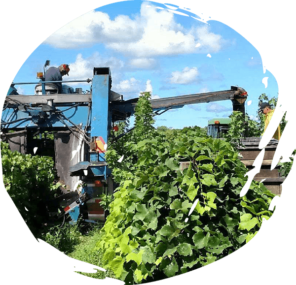 workers at Mason Farms