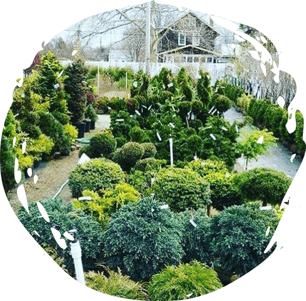 shrubs ready to sell