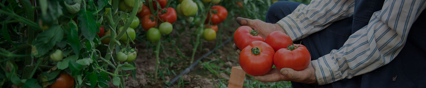 Mason Farms photo 4