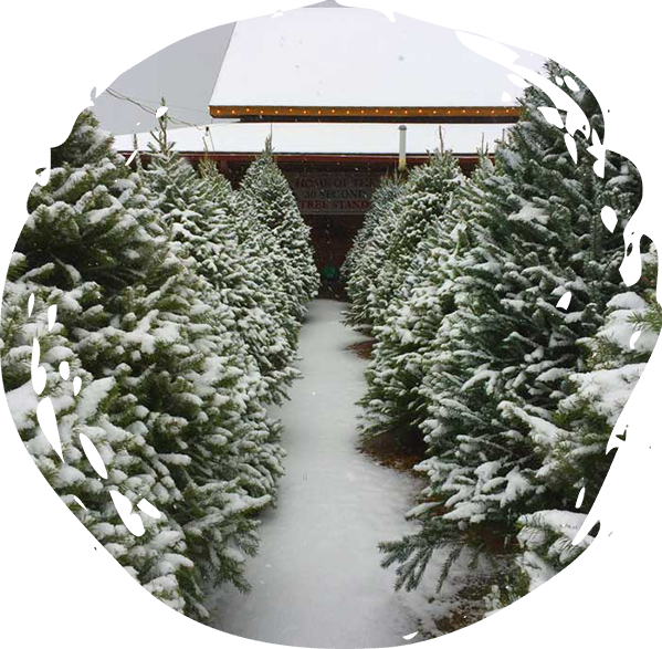 Christmas shop at the farms covered in snow