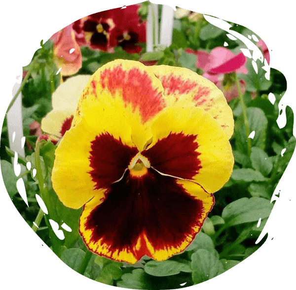 colored flower