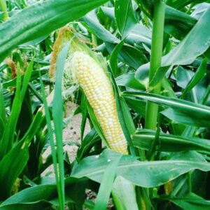 corn